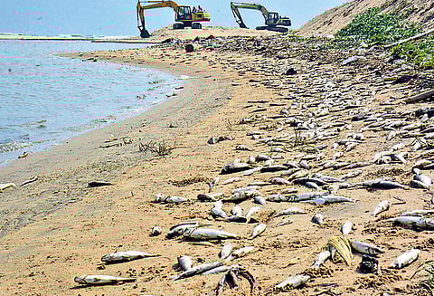 ஆயிரக்கணக்கான மீன்கள் செத்து கரை ஒதுங்கின