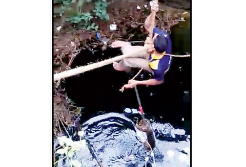 பின்னிப்பிணைந்த நிலையில் கிணற்றில் விழுந்த 2 மலைப்பாம்புகள் தீயணைப்பு படையினர் மீட்பு