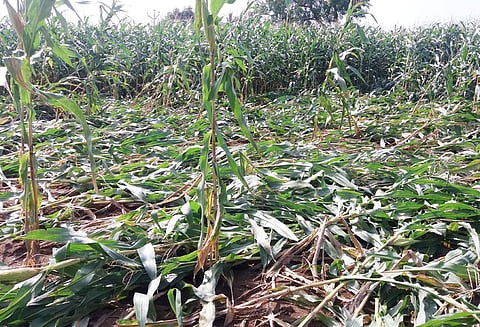 தொடர் மழை காரணமாக புள்ளம்பாடி பகுதியில் 30 ஆயிரம் ஏக்கர் பருத்தி, மக்காச்சோளம் சேதம்