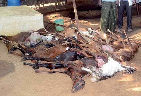 மர்ம விலங்குகள் கடித்து 14 ஆடுகள் சாவு
