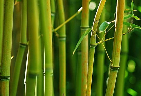 மரங்கள் பட்டியலில் இருந்து மூங்கில் நீக்கம்