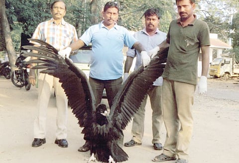 பறக்க முடியாமல் தவித்த அபூர்வ வகை கழுகு மீட்பு