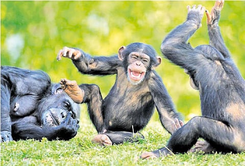 விலங்குகளுக்கும் கணக்கு தெரியும்?