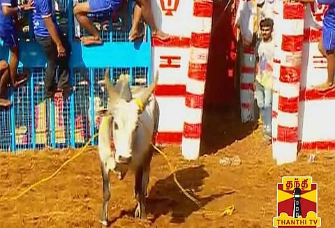 அவனியாபுரம் ஜல்லிக்கட்டுப் போட்டியில் காளைகள் முட்டியதில் 7 மாடுபிடி வீரர்கள் காயம்