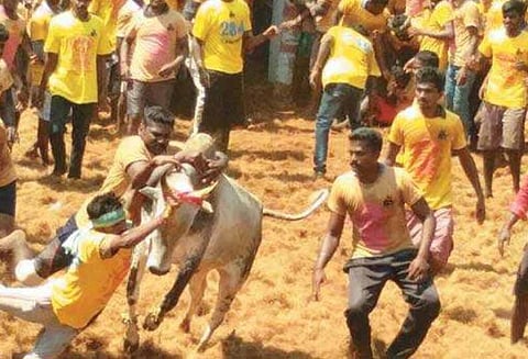 அவனியாபுரம் ஜல்லிக்கட்டில் 240 காளைகள் இறக்கபட்டன 40 பேர் படுகாயம்