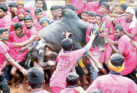 மாவட்டத்தில பொங்கலையொட்டி எருது விடும் விழா