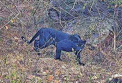 முதுமலையில் தென்பட்ட கருஞ்சிறுத்தை; சுற்றுலா பயணிகள் கண்டு ரசித்தனர்