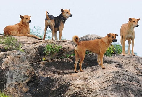 இமாசல பிரதேசத்தில் 6க்கும் மேற்பட்ட தெரு நாய்கள் கடித்து 7 வயது சிறுவன் உயிரிழப்பு