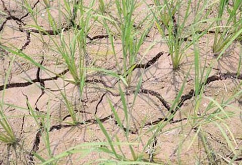 வடக்கு பச்சையாறு அணையில் இருந்து தண்ணீர் திறக்க வேண்டும்