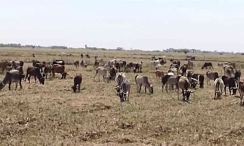 வயல்களில் ஆடு, மாடு கிடை அமைக்க விவசாயிகள் ஆர்வம்