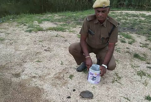 மழை நீரில் ஒதுங்கிய ஆமைகள்