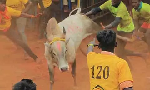 ஜல்லிக்கட்டில் 750 காளைகள் சீறிப்பாய்ந்தன