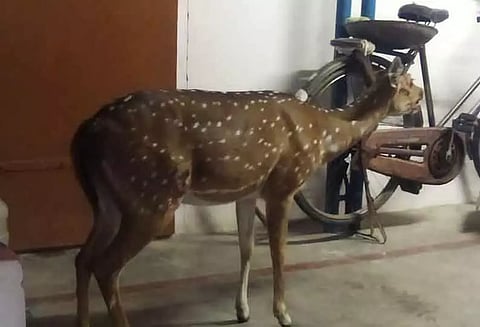 நாய்கள் துரத்தியதால் வீட்டுக்குள் புகுந்த புள்ளிமான்