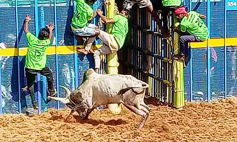 சீறிப்பாய்ந்த காளைகள் முட்டியதில் 12 பேர் காயம்