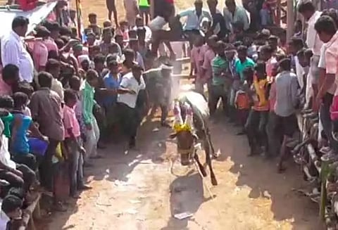 காளை விடும் விழாவில் மாடு முட்டி 16 பேர் காயம்