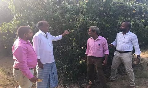 பூச்சி தாக்குதலால் பாதிக்கப்பட்ட மாமரங்களை தோட்டக்கலை துறையினர் ஆய்வு