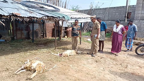 அந்தியூர் அருகே மர்ம விலங்கு கடித்து 2 ஆடுகள் சாவு