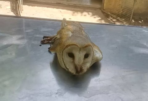 வேலியில் சிக்கிய அரிய வகை ஆந்தை