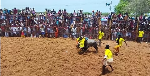 ஜல்லிக்கட்டில் சீறிப்பாய்ந்த காளைகள்