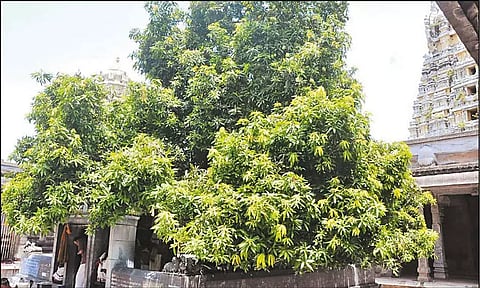 காஞ்சீபுரம் ஏகாம்பரநாதர் கோவில்: 3,500 ஆண்டுகளுக்கு முந்தைய மாமரம் காய்க்க தொடங்கியது