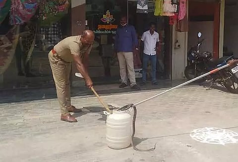 ஜவுளிக்கடையில் புகுந்த சாரை பாம்பு