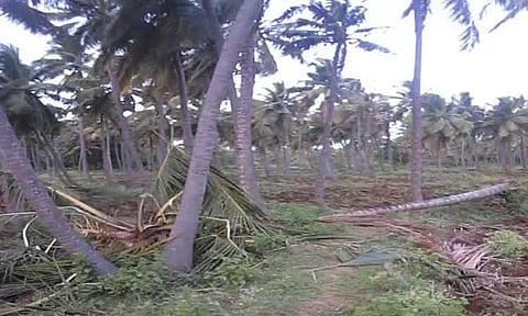 கடையநல்லூர் அருகே காட்டு யானைகள் அட்டகாசம்