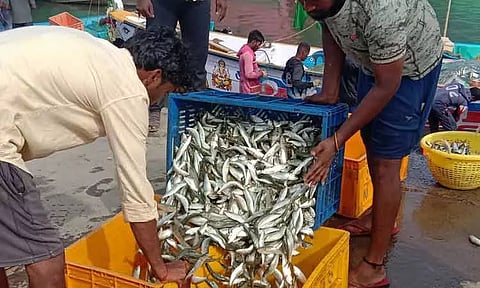 நாகையில் மத்தி மீன்கள் வரத்து அதிகரிப்பு