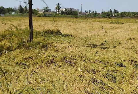 அறுவடைக்கு தயாராக இருந்த 100 ஏக்கர் நெற்பயிர்கள் சேதம்