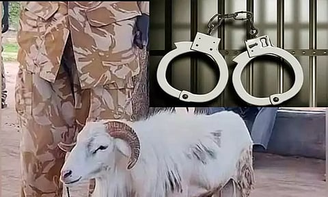 பெண்ணை கொலை செய்த செம்மறி ஆட்டுக்கு வினோத தண்டனை: கோர்ட்டில் விசித்திரமான தீர்ப்பு..!