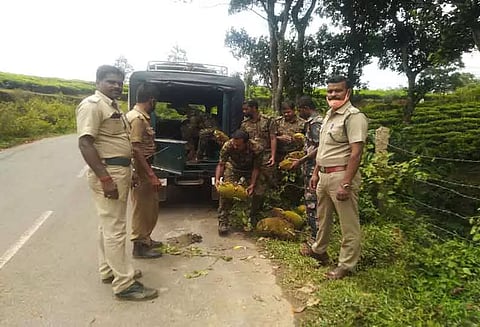 குடியிருப்புக்குள் புகுந்த காட்டு யானைகள்