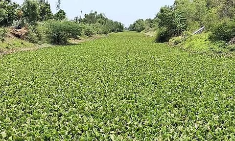 ஆறுகளில் மண்டி கிடக்கும் ஆகாய தாமரைகளை அகற்ற வேண்டும்