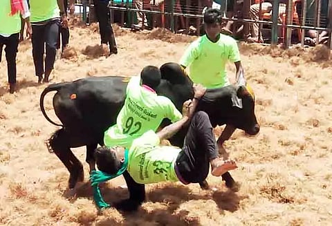 ஜல்லிக்கட்டில் 641 காளைகள் சீறிப்பாய்ந்தன