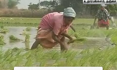 தஞ்சை அருகே குறுவை நடவு பணிகள் தொடக்கம்