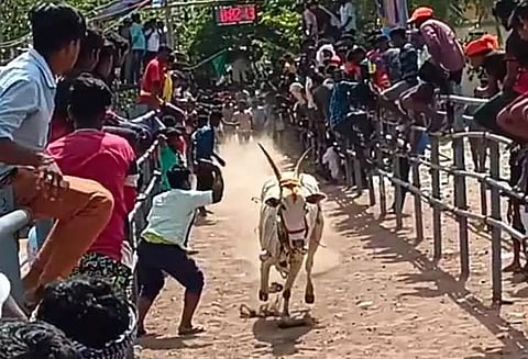 எருது விடும் திருவிழாவில் மாடுகள் முட்டி 16 பேர் காயம்