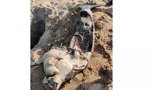 இறந்த நிலையில் கரை ஒதுங்கிய கடல் பசு