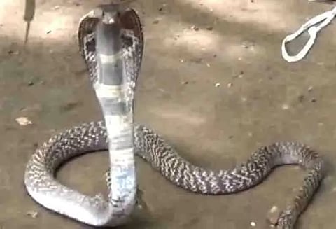 பாம்பு கடித்து விவசாயி சாவு