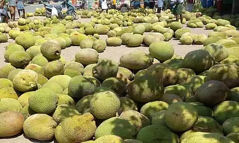 பலாப்பழங்களின் விலை வீழ்ச்சி; விவசாயிகள் கவலை