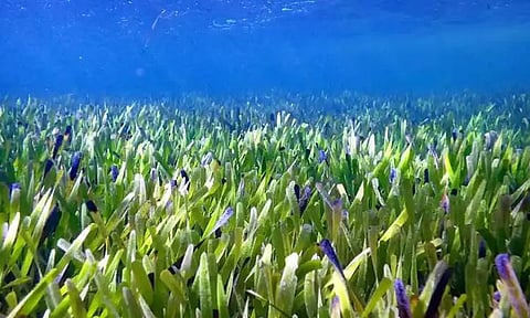 Image Courtesy : Twitter @AidaGreenbury