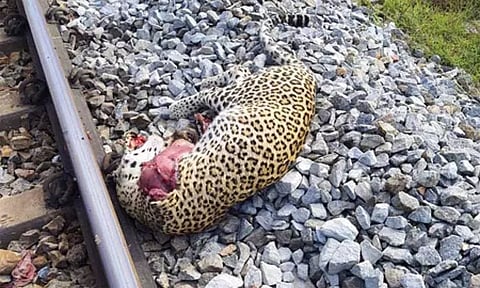 ரெயிலில் அடிபட்டு சிறுத்தை செத்தது