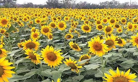 கோப்புப்படம்