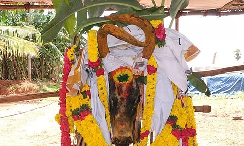 இறந்த கோவில் காளைக்கு பொதுமக்கள் அஞ்சலி