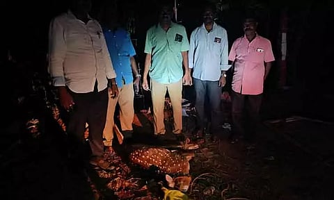 நாய்கள் கடித்து குதறியதில் புள்ளிமான் சாவு