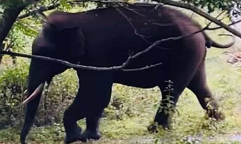 பட்டப்பகலில் உலா வந்த ஒற்றை யானை