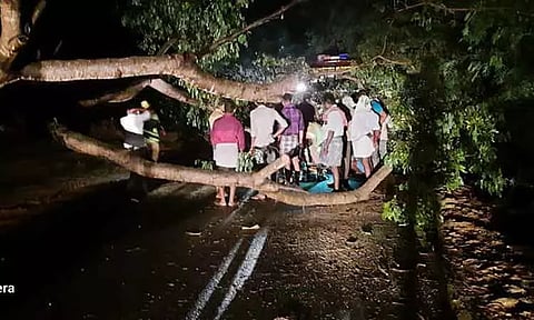 சாலையில் மரம் விழுந்ததால் போக்குவரத்து பாதிப்பு