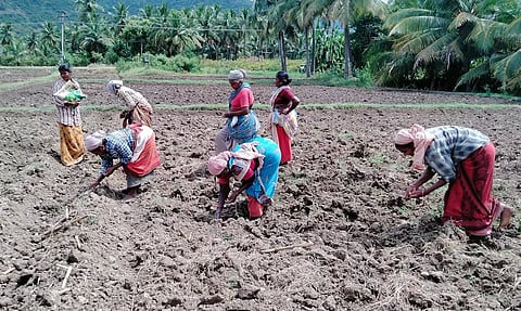 பழனி அருகே மக்காச்சோளம் சாகுபடி பணி தீவிரம்