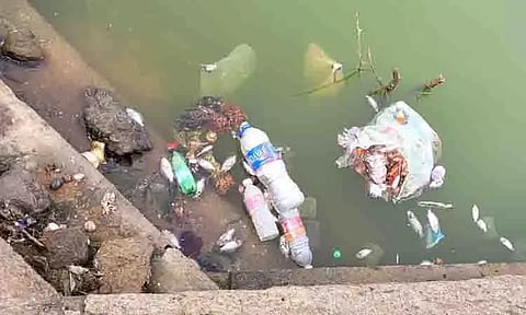 விராலிமலை தெப்பக்குளத்தில் செத்து மிதக்கும் மீன்கள்