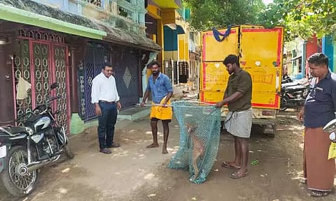 சாலையில் சுற்றி திரிந்த 50 நாய்கள் பிடிபட்டன