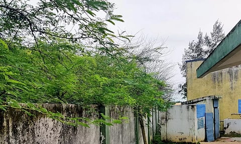 கருவேலமரங்களை அகற்ற வேண்டும்