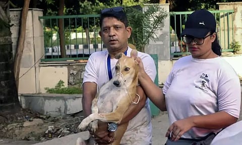 நொய்டா இரட்டை கோபுரங்கள் இடிக்கப்படுவதற்கு முன் அப்பகுதியில் உலாவும் 40 தெருநாய்களை அப்புறப்படுத்திய தொண்டு நிறுவனங்கள்!