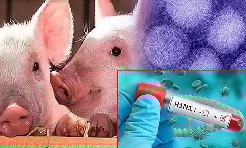 ஜார்கண்டில் கொரோனா அறிகுறிகளுடன் வந்த 3 பேருக்கு பன்றிக் காய்ச்சல்!